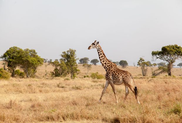 Wildlife in Arusha National Park, Tanzania