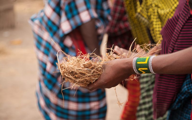 Maasai cultural ceremony with traditional attire, Tanzania
