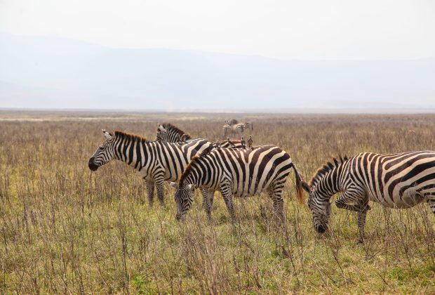 Arusha National Park day trip — Tanzania wildlife