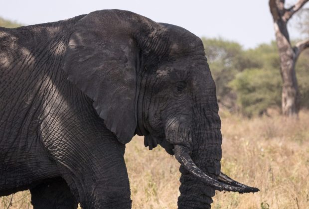 Arusha National Park and Tanzania Northern Circuit scenery