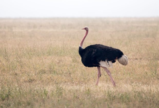 Serengeti National Park landscape, Tanzania