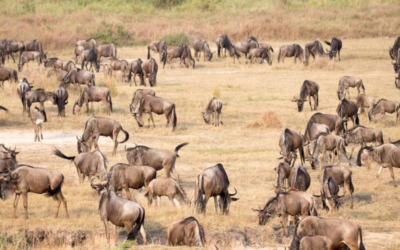 Great Migration wildebeest herd crossing the Serengeti plains