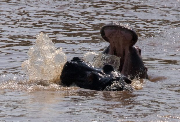 Animals in the Serengeti, Tanzania — guided safari tour