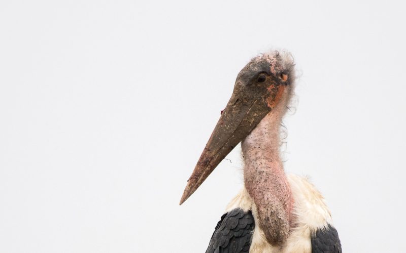 Bird watching in the Serengeti National Park, Tanzania
