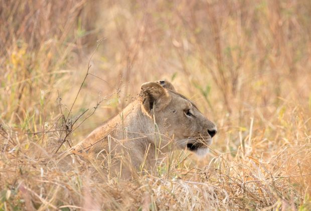 Wildlife in the Serengeti National Park, Tanzania
