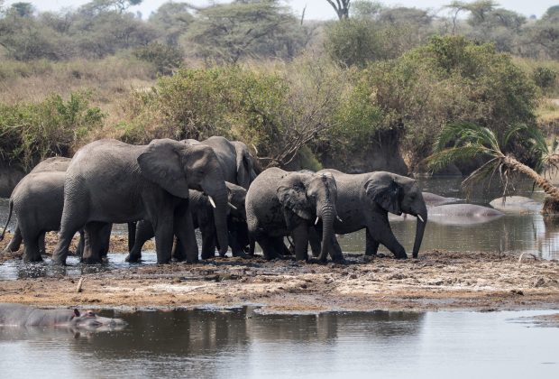 Serengeti National Park, Tanzania — safari landscape