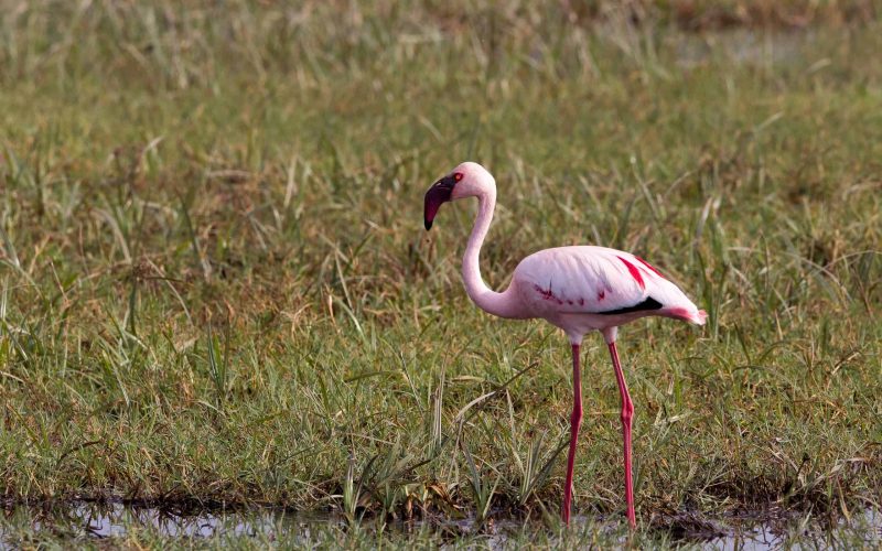 Bird watching in Tanzania — flamingos on a soda lake