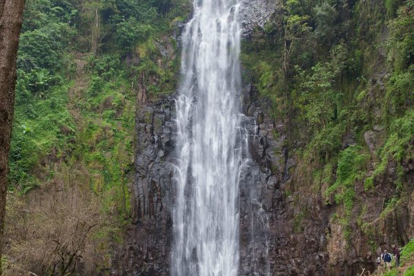 Tanzania safari scenery — nature and wildlife in the wild