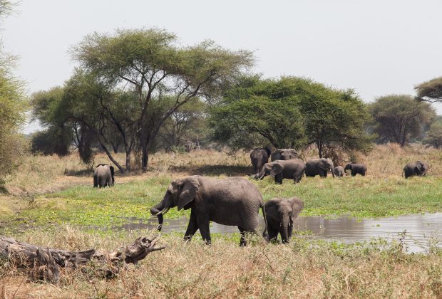 Game drive in the Serengeti National Park — Tanzania wildlife safari