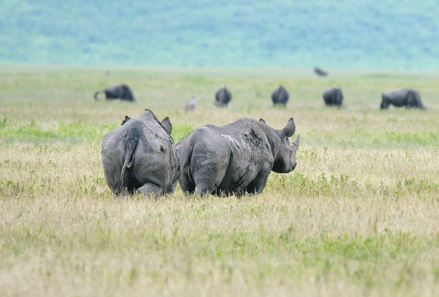 Luxury Honeymoon Safaris in Tanzania