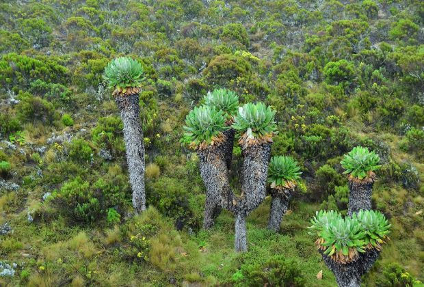 Trekkers on the Machame Route ascending Mount Kilimanjaro, Tanzania