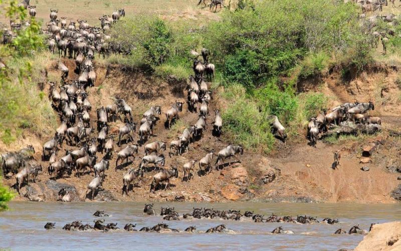 Great Migration in Serengeti — wildebeest and zebra moving together