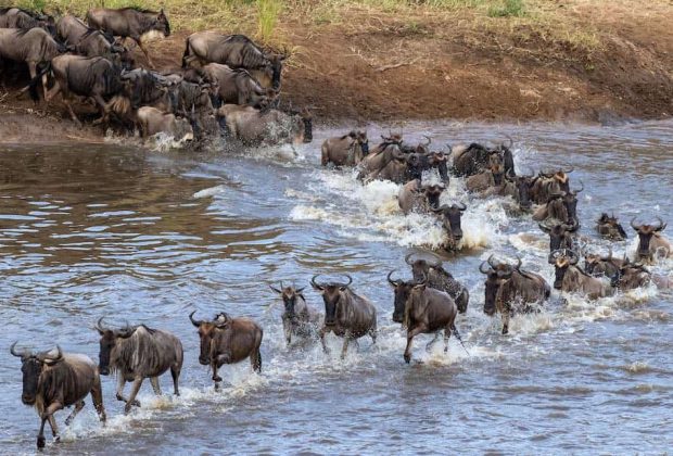 Photographic safari capturing the Great Migration, Tanzania