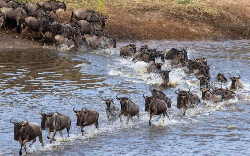 Photographic safari capturing the Great Migration, Tanzania