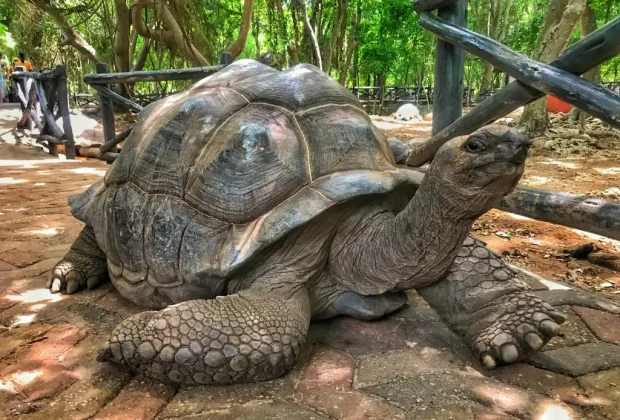 prison turtle