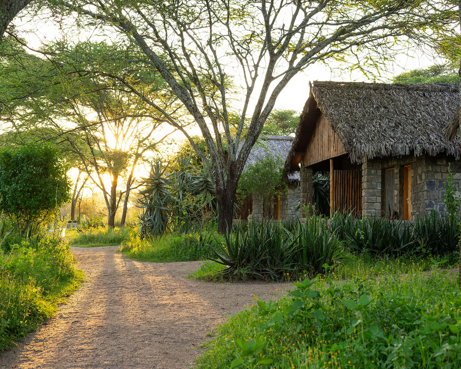 Ndutu Safari Lodge exterior thatched cottages at sunset