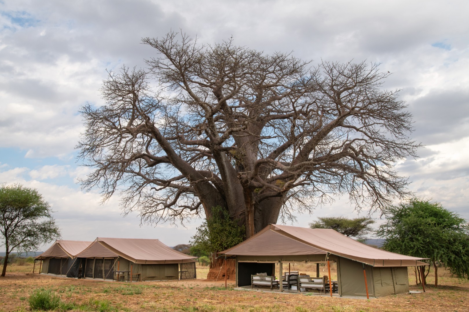 Tarangire Kati Kati